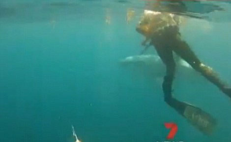 Video: Thợ lặn Úc chống trả sự tấn công của cá mập