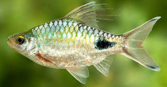 Tìm thấy một giống cá nước ngọt mới ở Sri Lanka