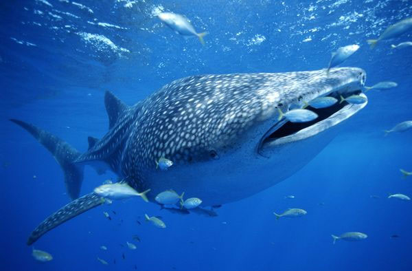 Video: Cá mập voi hút "trộm" cá của ngư dân