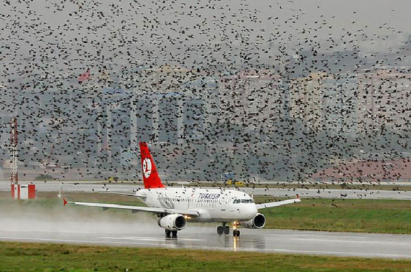 Ngăn chặn chim tấn công máy bay