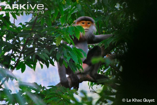 Voọc chà vá chân xám (Pygathrix cinerea). 