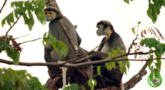 Voọc chà vá chân đen (Pygathrix nigripes). 
