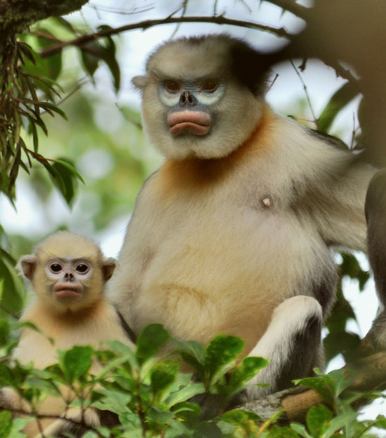 Voọc mũi hếch (Rhinopithecus avunculus)