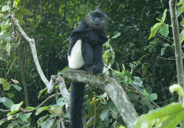Voọc mông trắng (Trachypithecus delacouri).