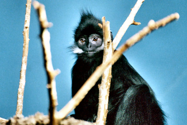 Voọc đen má trắng (Trachypithecus francoisi). Chúng có bộ lông đen tuyền, trên má có vệt lông màu trắng kéo dài quá tai, đỉnh đầu có mào lông đen, đuôi lông màu đen, không xù xì.