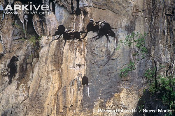 Voọc đầu trắng (Trachypithecus poliocephalus).