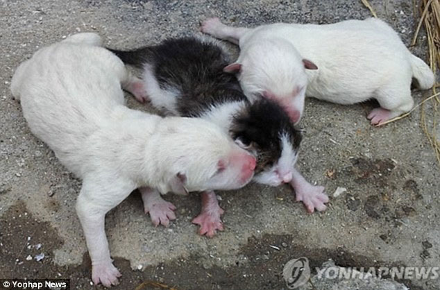 Hàn Quốc: Chó sinh ra mèo