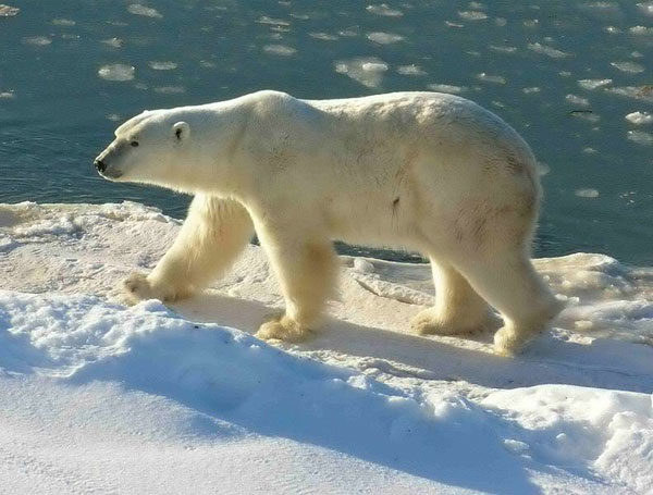 Gấu bắc cực lại "chung đụng" với gấu nâu