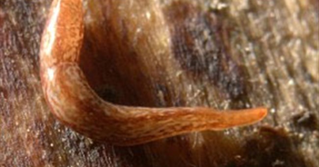 Phát hiện loài sâu kỳ dị nhất thế giới 