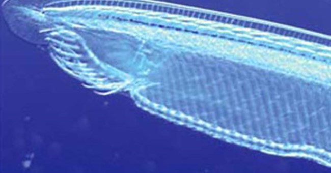 Con người ra đời do "sai lầm" 500 triệu năm trước 