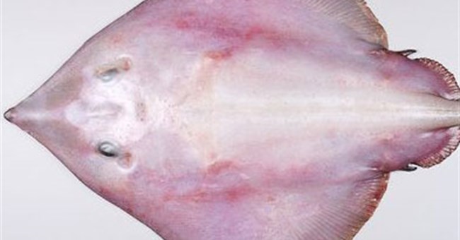 Cận cảnh những loài cá "cực độc" ngoài khơi New Zealand