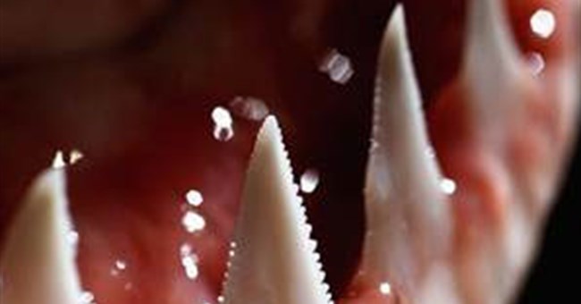 Phát hiện mới từ răng của cá mập