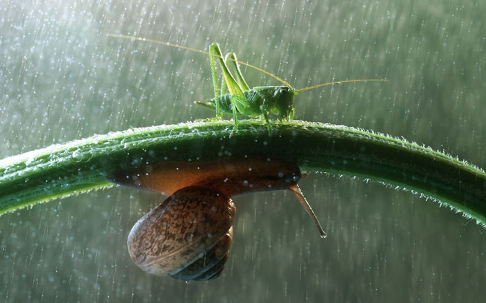 Ảnh đẹp: Côn trùng trong vườn mưa
