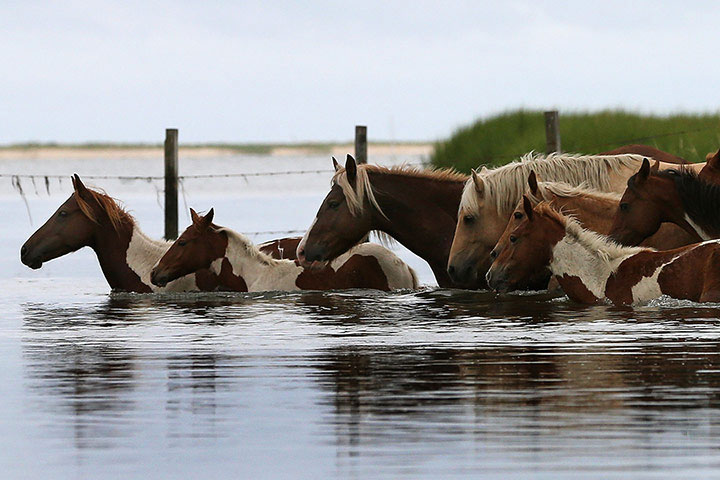 Ảnh động vật tuần qua: Đàn ngựa bơi qua sông