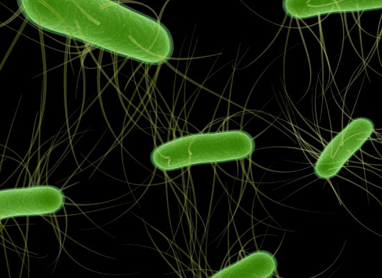 Giải mã được dòng khuẩn E.coli chết chóc