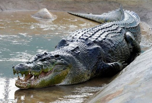 Cá sấu Lolong làm "Đại sứ" cho chương trình bảo tồn 