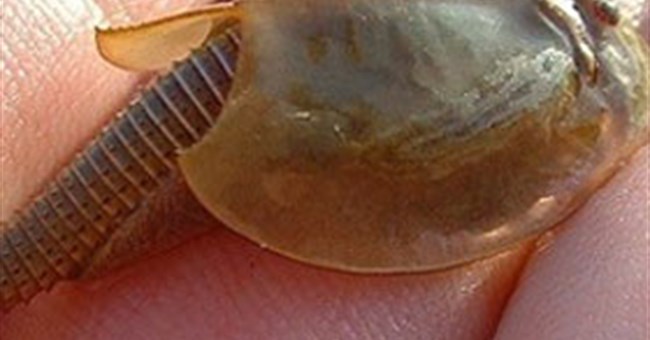 6 động vật tiền sử "xấu xí" vẫn tồn tại đến ngày nay