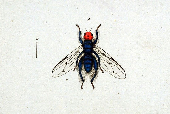 Loài ruồi 