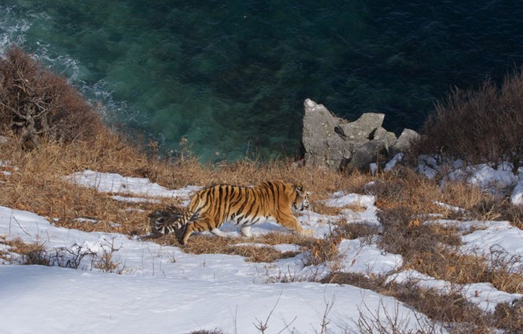 Chùm ảnh con hổ quý hiếm, tuyệt đẹp vùng Siberia