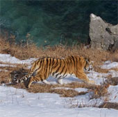 Chùm ảnh con hổ quý hiếm, tuyệt đẹp vùng Siberia