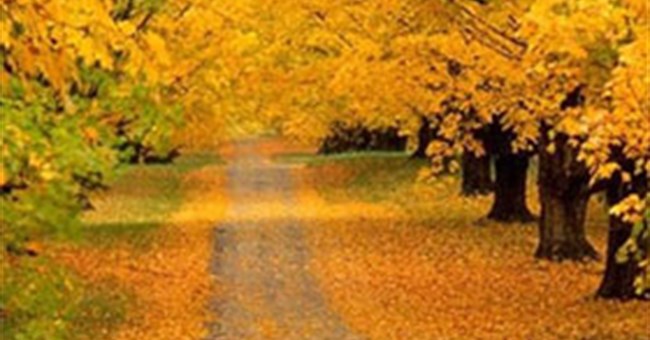 Giải mã bí ẩn "mùa thu lá rơi vàng"