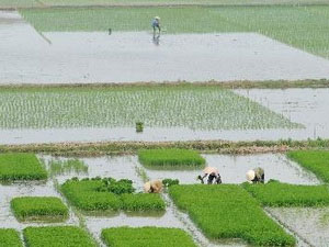 Phú Thọ khảo nghiệm thành công nhiều giống lúa mới