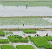 Phú Thọ khảo nghiệm thành công nhiều giống lúa mới