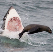Video: Khoảnh khắc săn mồi của cá mập trắng