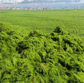Biển Trung Quốc bị tảo bao phủ gần 29.000km2
