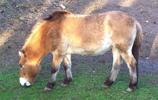 Vó ngựa hoang Przewalski lại vang rộn thảo nguyên