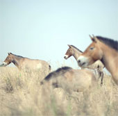 Vó ngựa hoang Przewalski lại vang rộn thảo nguyên