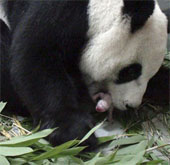 Gấu trúc quý hiếm sinh con trong vườn thú ở Đài Loan
