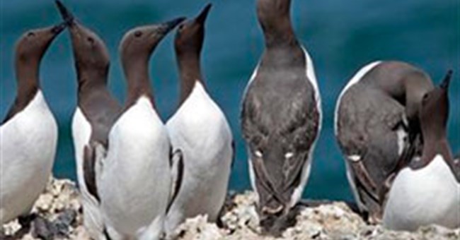 Trứng chim tự làm sạch