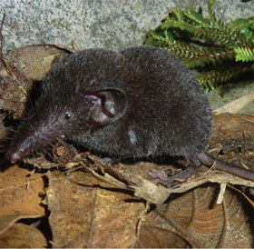 Phát hiện loài “chuột chù cây” mới ở Sa Pa