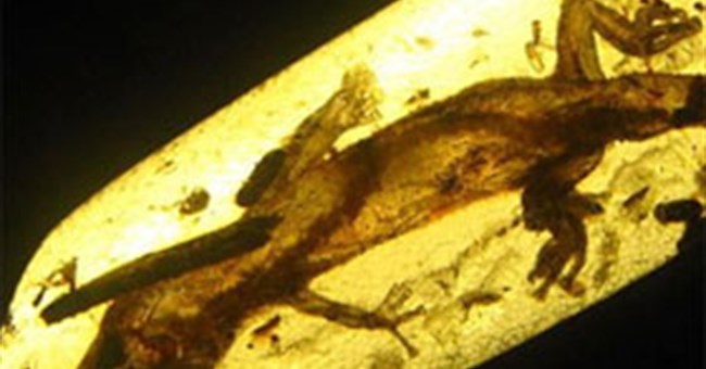 Mexico: Phát hiện thằn lằn 23 triệu năm tuổi 