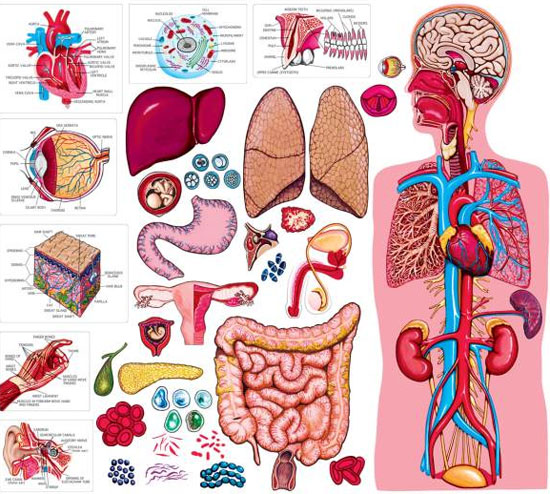 Bộ phận nào của cơ thể con người 