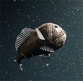 Tìm hiểu loài "cá yêu tinh" dưới đáy biển