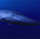 Tìm kiếm chú cá voi "Forever Alone" nhất trên Trái đất