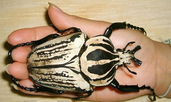 Điểm mặt các loài bọ hung hăng có vẻ ngoài đáng sợ