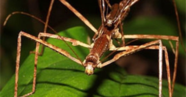 Điểm mặt các loài bọ hung hăng có vẻ ngoài đáng sợ