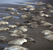 Cá đuối chết bí ẩn hàng loạt trên bãi biển Mexico
