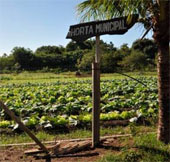 Brazil phát triển “siêu thực phẩm” chống suy dinh dưỡng