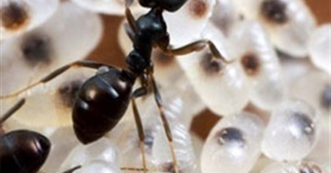 Các loài côn trùng "ăn hại" thích đi ăn bám