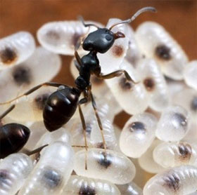 Các loài côn trùng "ăn hại" thích đi ăn bám