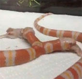 Video: Kỳ quái rắn 2 đầu ăn 2 con chuột cùng lúc