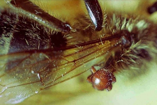 Các loài côn trùng 