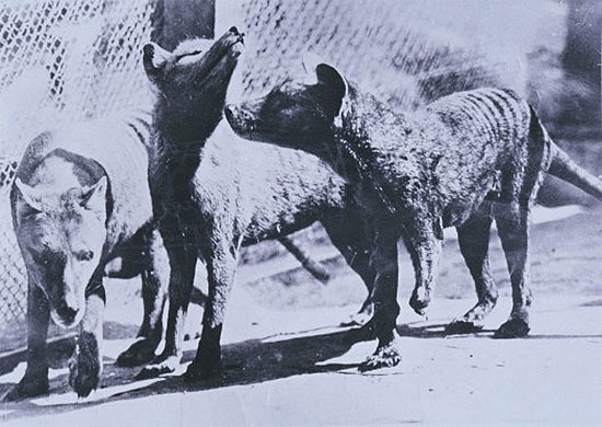 Tìm hiểu thêm về hổ Tasmania