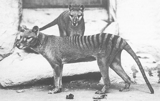 Tìm hiểu thêm về hổ Tasmania