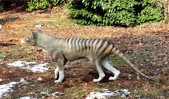 Tìm hiểu thêm về hổ Tasmania