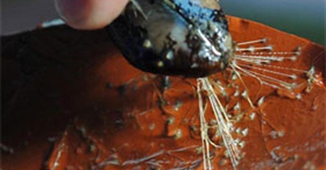 Loài trai giúp tìm ra chỉ phẫu thuật mới 